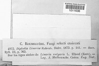Sphaeropsis linariae image
